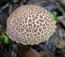 The cap has an areolate pattern as the cuticle breaks up into sections. 